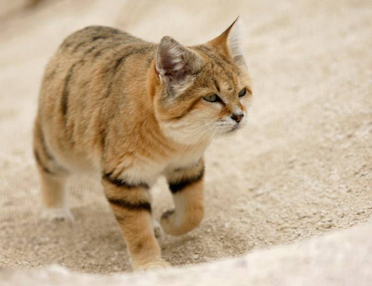 Бархатный кот: внешний вид, среда обитания, особенности поведения и питания, содержание в домашних условиях барханной кошки, фото