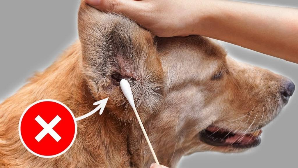 Как почистить уши собаке в домашних условиях правильно: лосьон, капли, перекись водорода и другие средства и жидкости