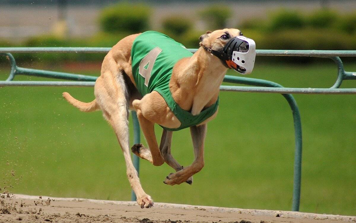 Самая быстрая собака в мире при беге: ТОП-10