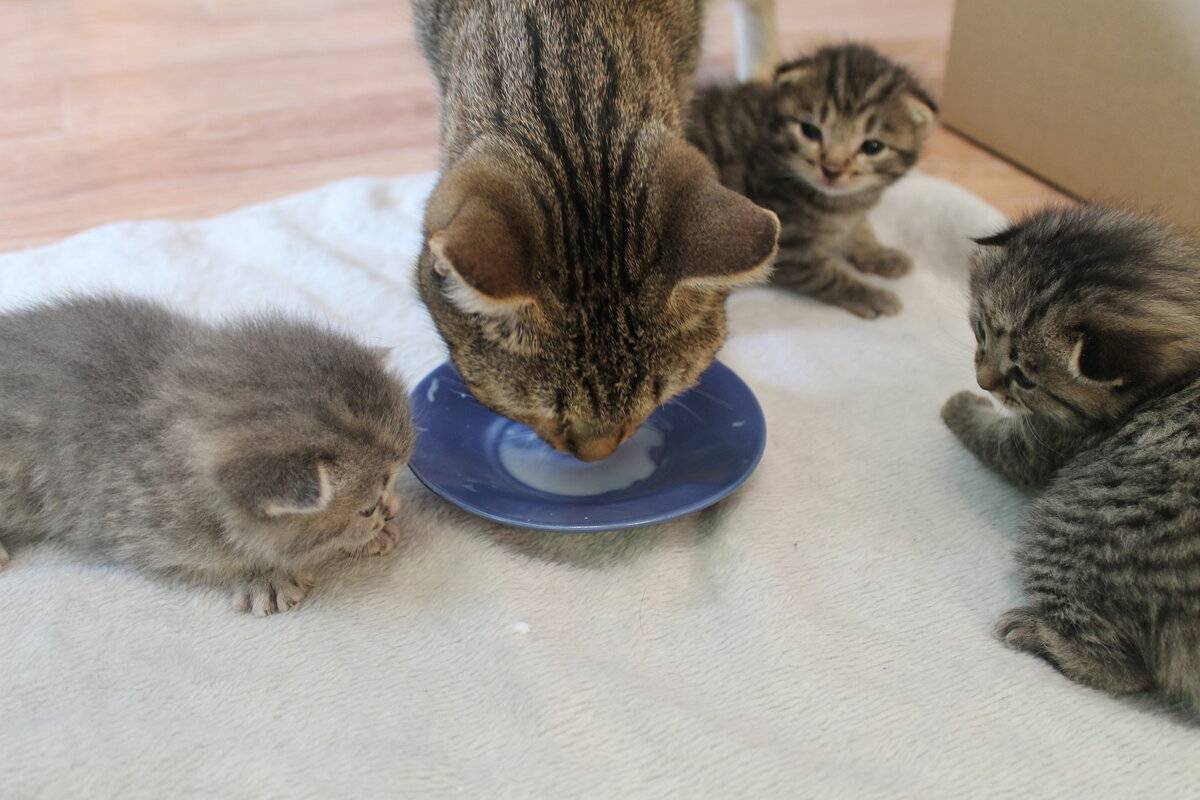 Когда котята самостоятельно начинают есть: как научить