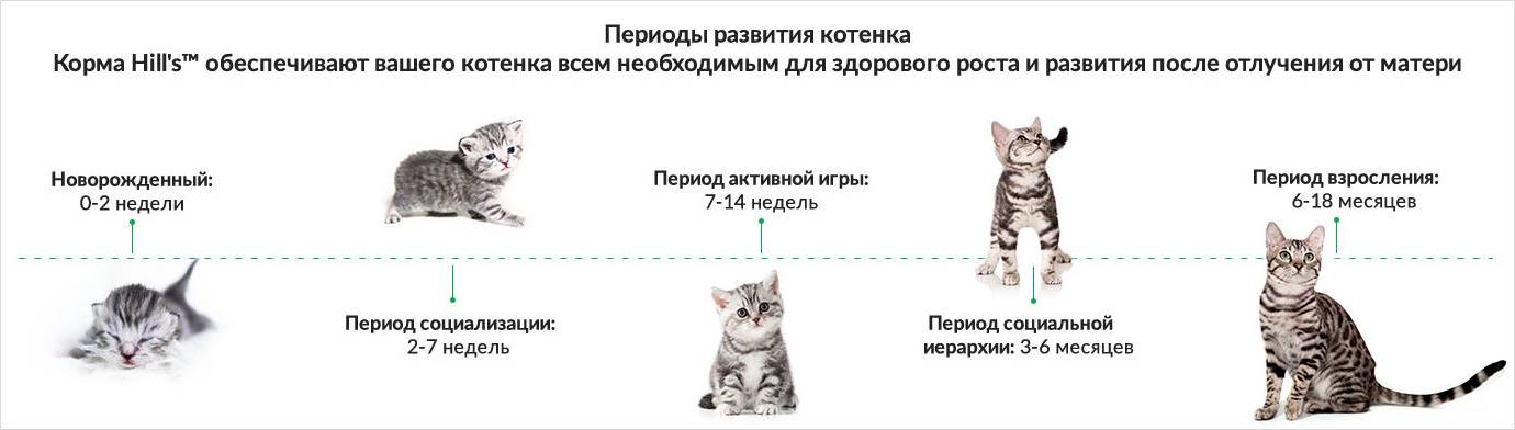 Как определить котят по полу при рождении фото