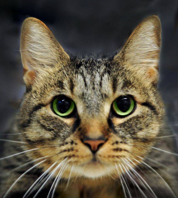 Бразильская короткошерстная кошка: детальное знакомство с породой