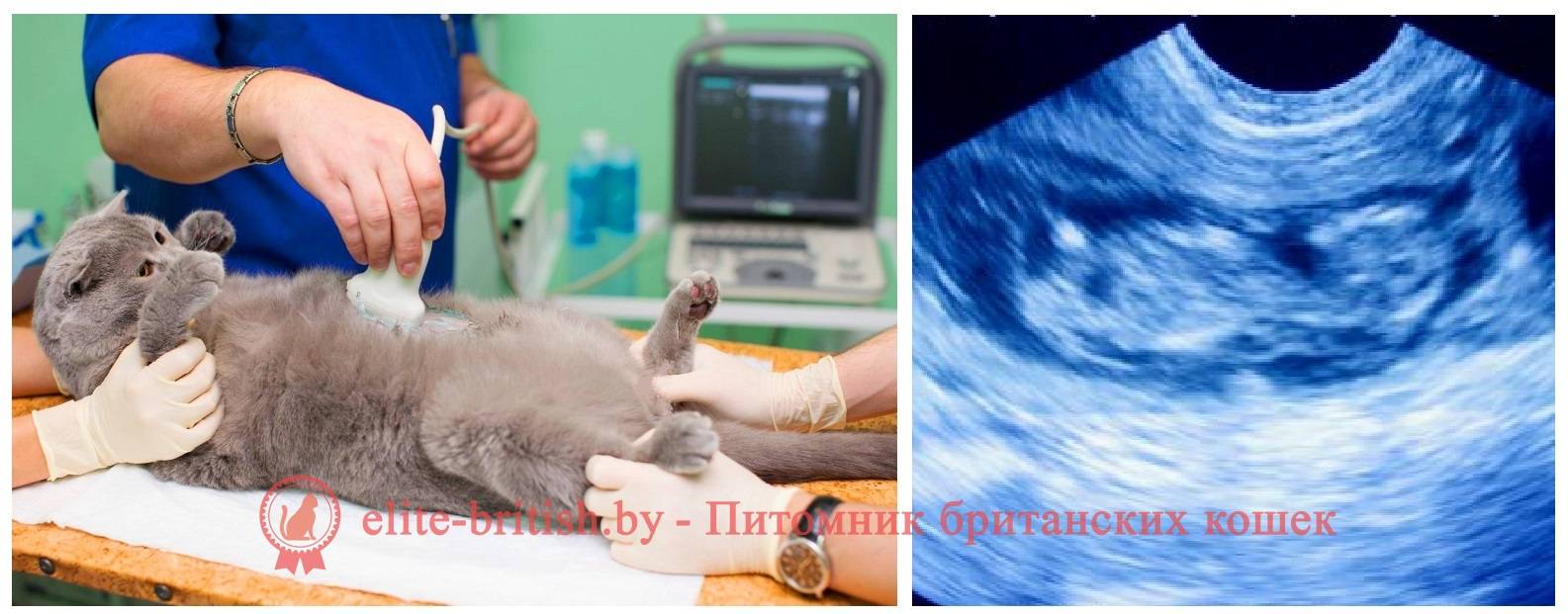 Признаки беременности кошки: как понять, что питомица ждет потомство