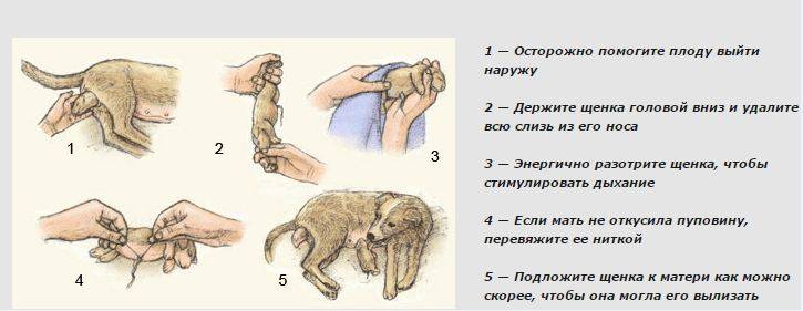 Патология родов у кошек — причины, виды, описание
