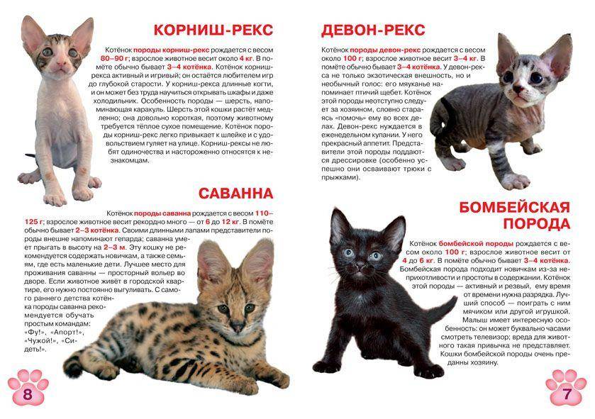 Кошка породы девон рекс: 135 фото и видео рекомендации по выбору котенка