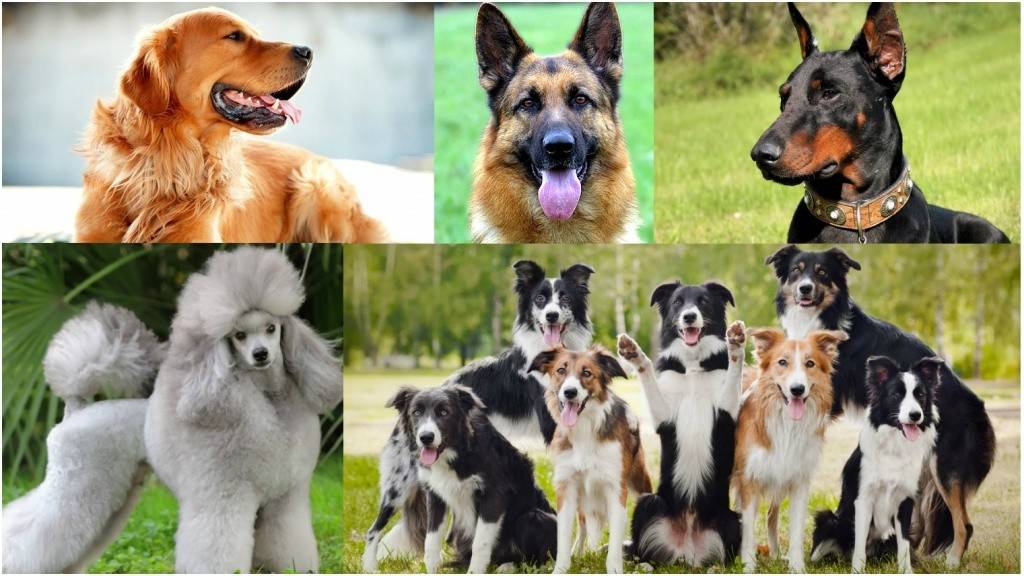 Топ-15 самых добрых пород собак в мире
