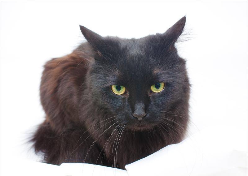 Йоркская шоколадная кошка: описание, характер, уход, фото