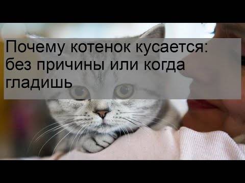 ᐉ воспитание котенка когда он кусается – злой кот что делать - zoomanji.ru