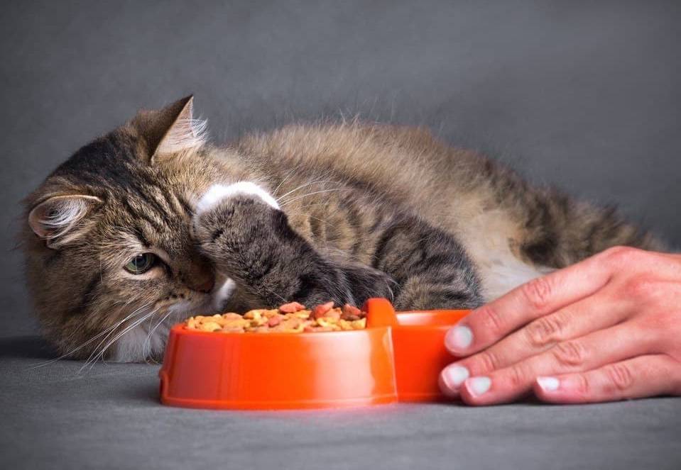 Как заставить есть больного кота или кошку после болезни, чем кормить животное, если оно ничего не хочет кушать?