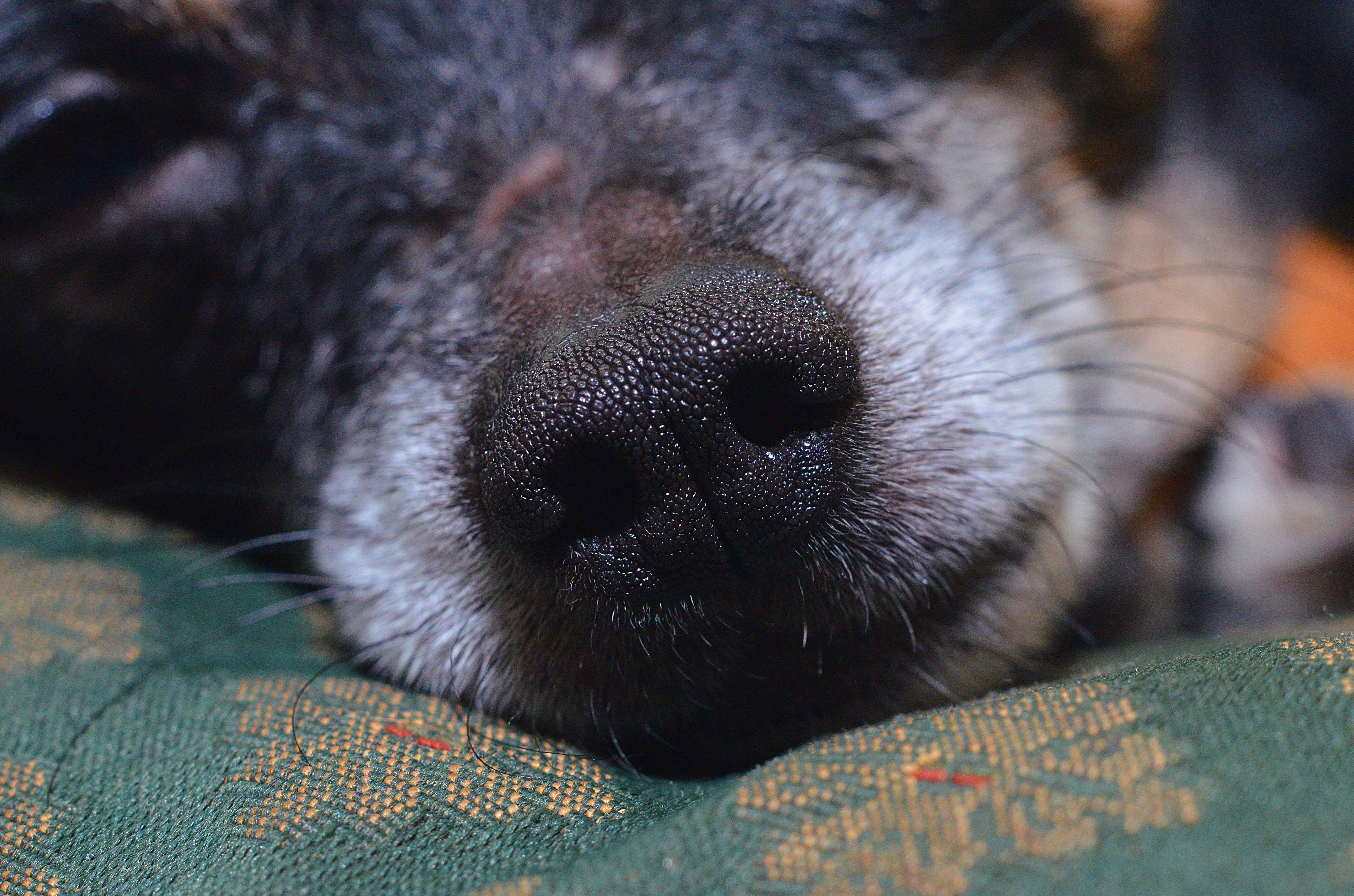 Какой нос у щенка. Собачий нос.