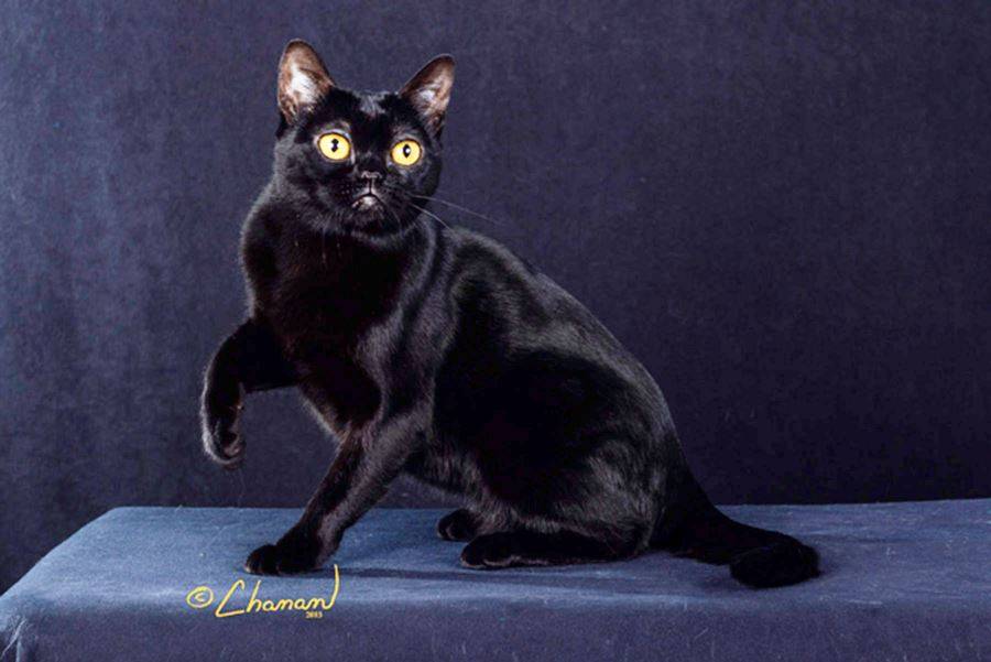 Бомбейская кошка: описание, история, содержание + правила ухода за кошкой (фото)