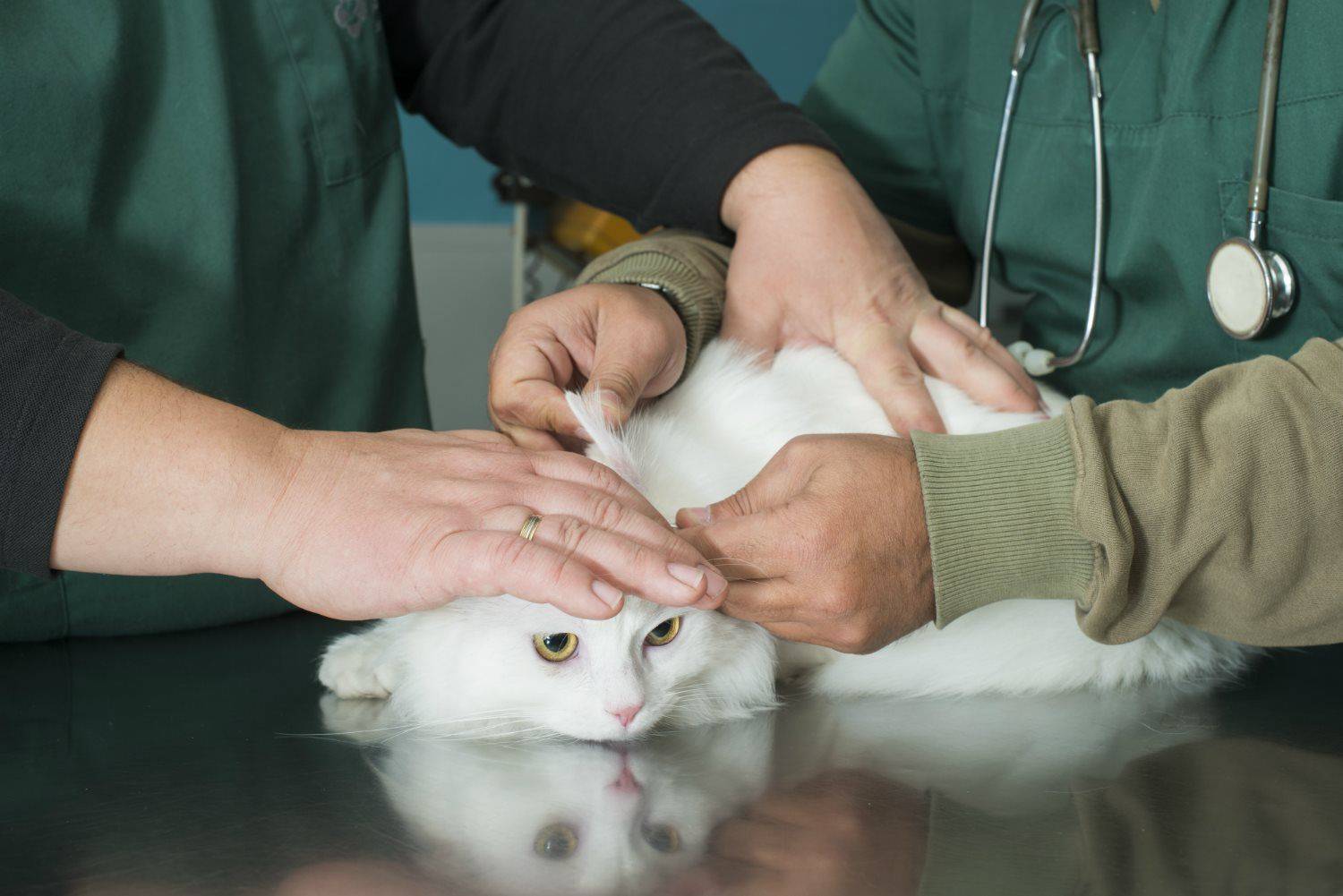 Переохлаждение и обморожение у кошек. ветеринарная клиника "зоостатус"