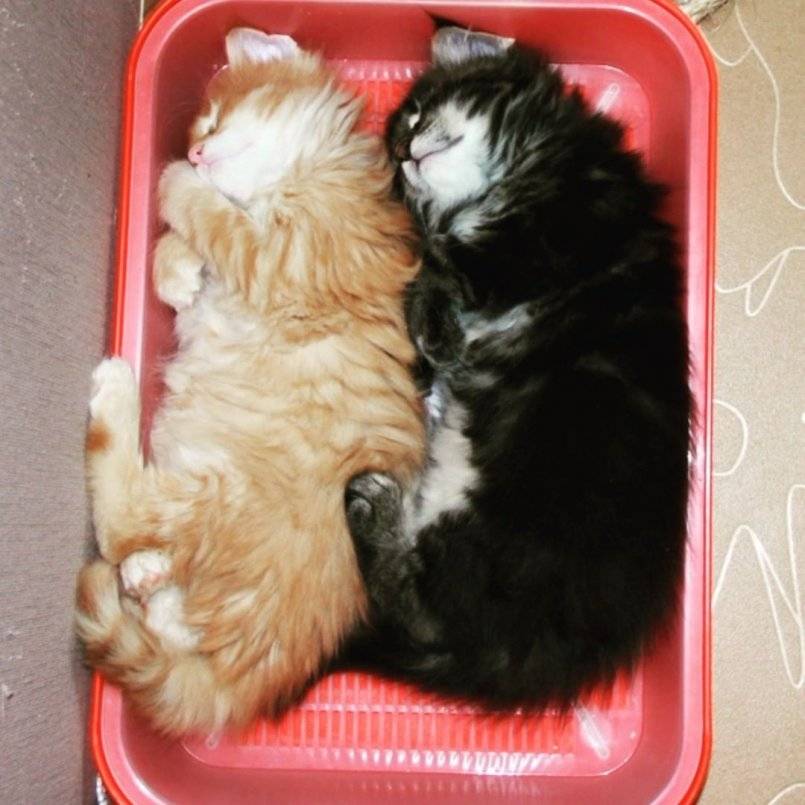 Мой опыт выхаживания новорожденных котят-сирот - кошки