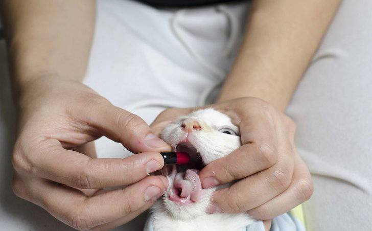 Как дать кошке таблетку – 5 способов и советы