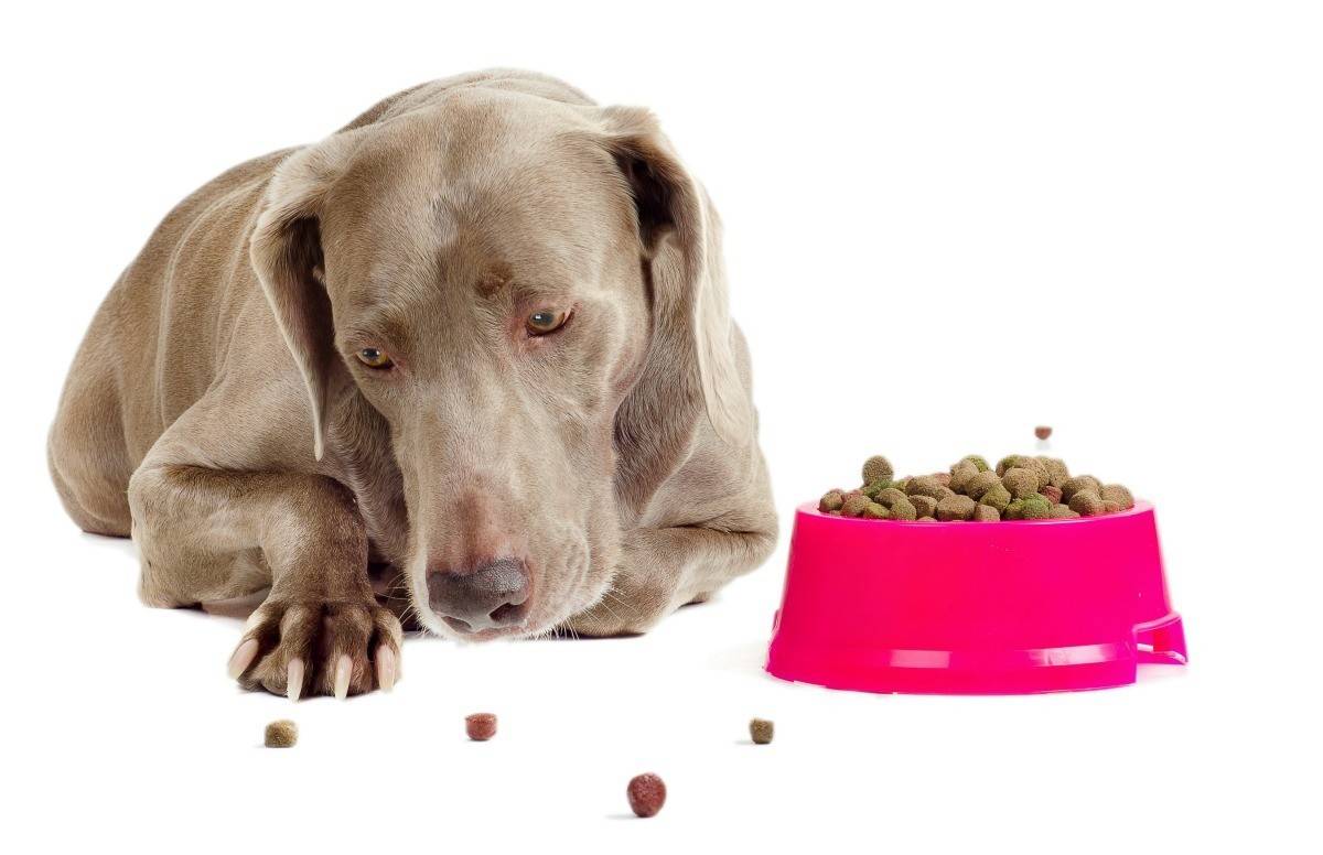 Собака ничего не ест и вялая: почему и что делать