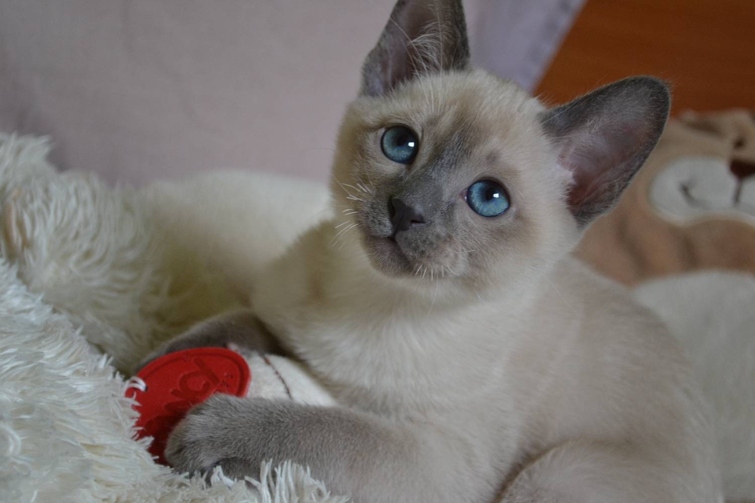 Тонкинская кошка: ласковый красавец с аквамариновыми глазами