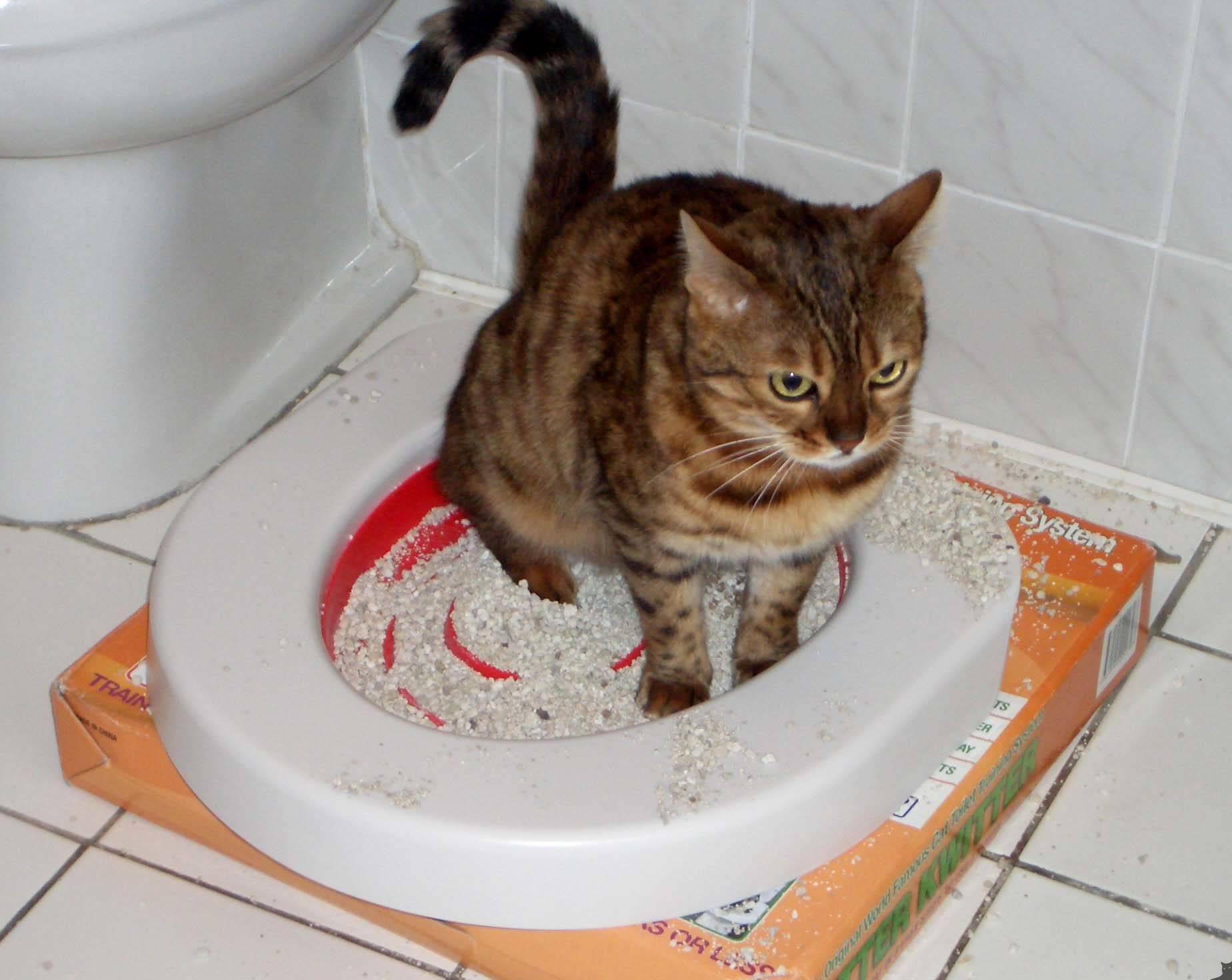 Котенок какает с кровью: причины и лечение | ходит в туалет
