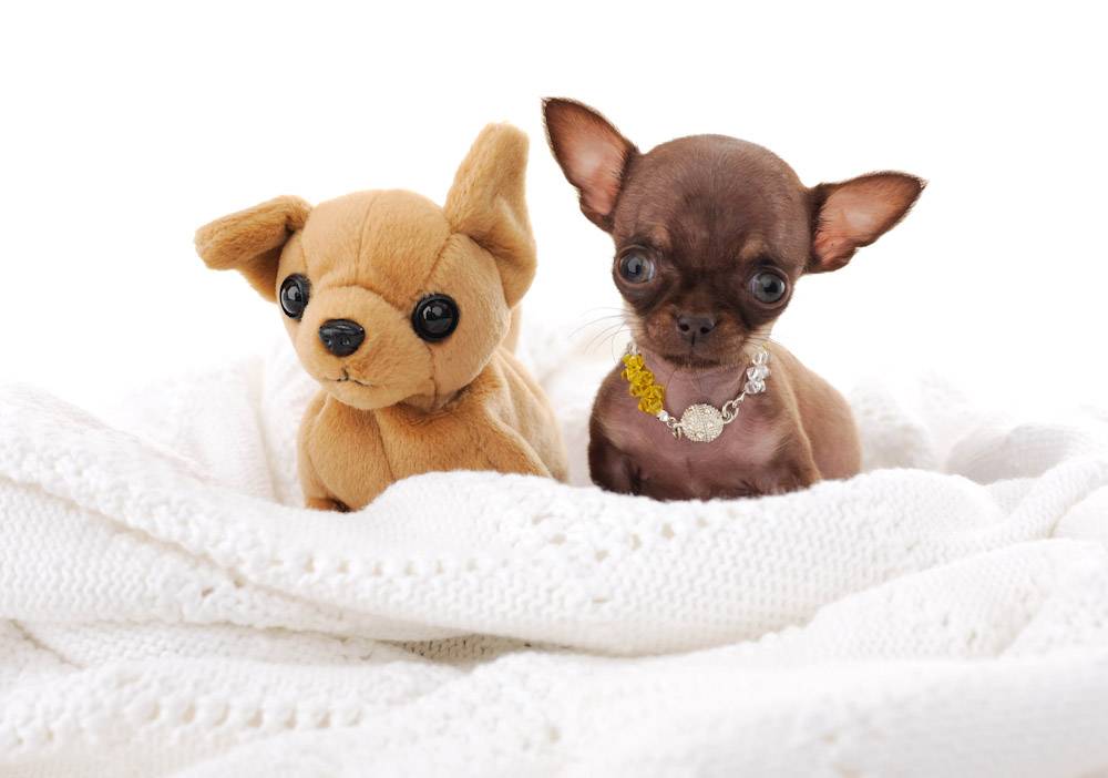 Спокойные породы собак для квартиры и дома: маленькие, небольшие, средние | petguru