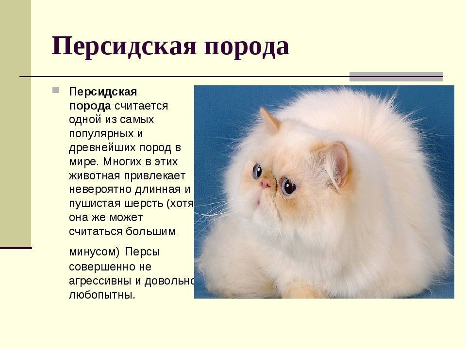 Персидская кошка — узнайте все о породе здесь! фото, описание, характер, цена, отзывы, содержание, окрас, уход за шерстью, все о персидской кошке от а до я