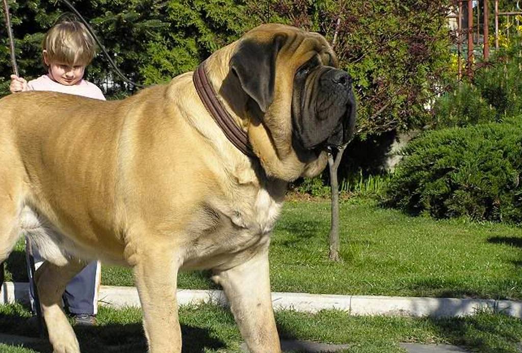 Самые большие породы собак