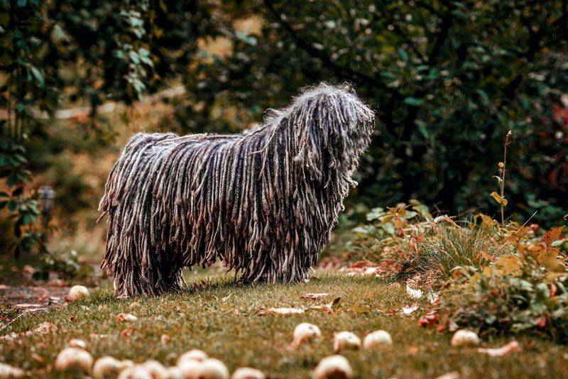 Венгерская овчарка (комондор): описание породы, купить щенка, пастушья собака, как называется
