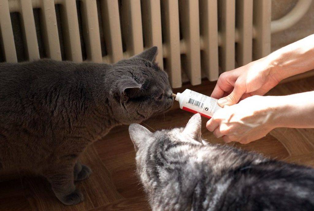 Как помочь кошке отрыгнуть шерсть из желудка