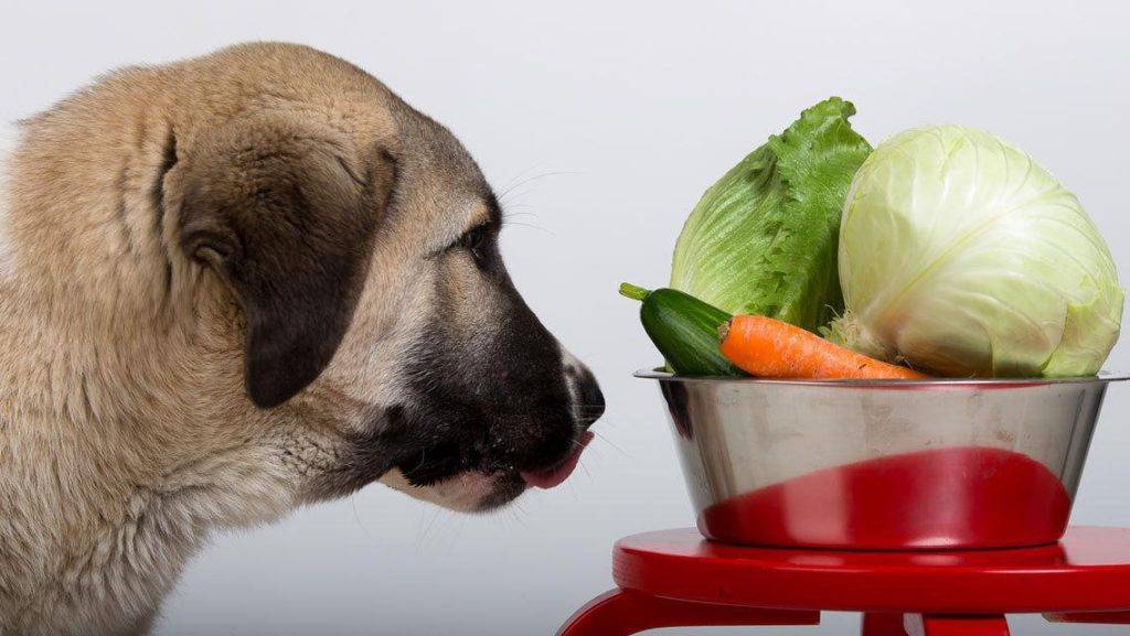 Какие овощи и фрукты можно давать собакам, а какие нельзя.