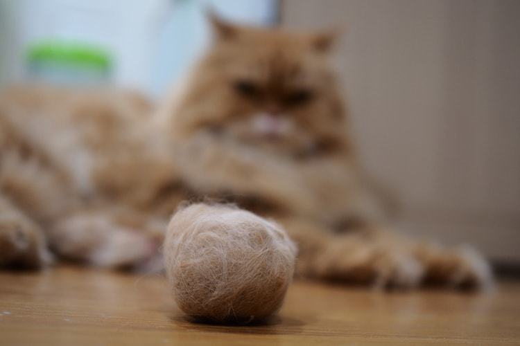 Убираем у кота колтуны в домашних условиях: почему сваливается шерсть у кошки