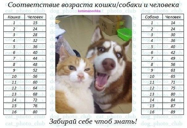 Возраст собаки в соотношении с человеческим: соответствие в таблице
