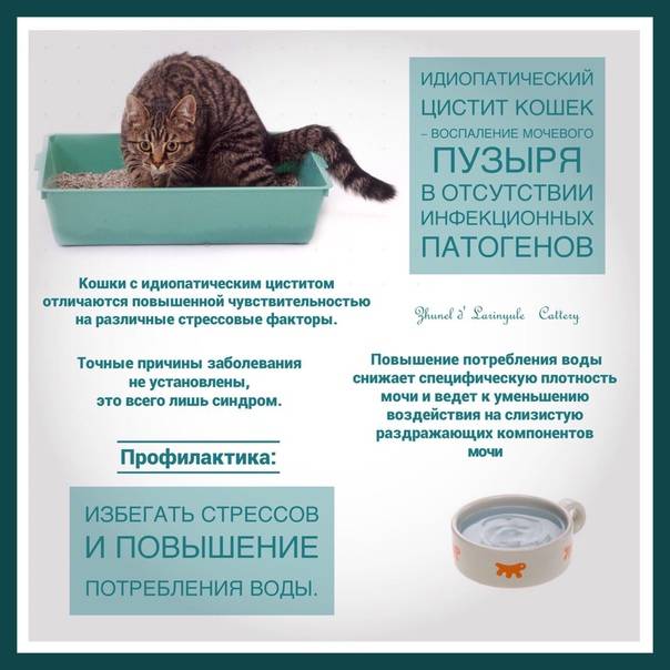 Цистит у кошек:  симптомы и лечение в домашних условиях