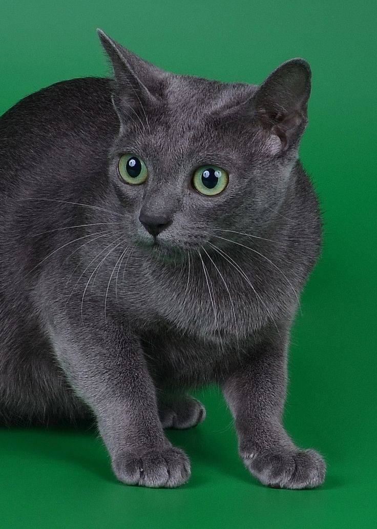 Картезианская кошка (картезианский кот, шартрез): описание породы с фото