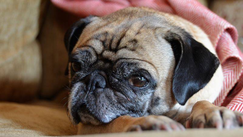 Как понять, что собака умирает: признаки, симптомы, ваши действия