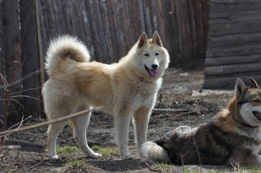 Щенки западно-сибирской лайки: содержание и фото собак