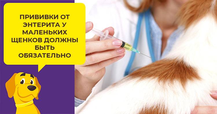Парвовирусный энтерит у собак: симптомы и лечение