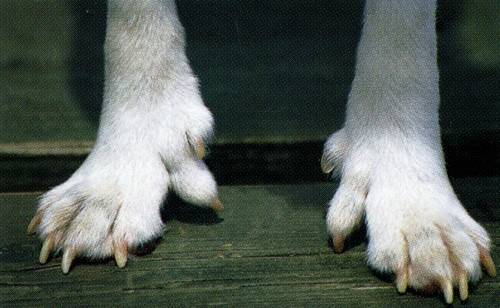 Прибылые (пятый палец) у собак, удаление | блог ветклиники "беланта"