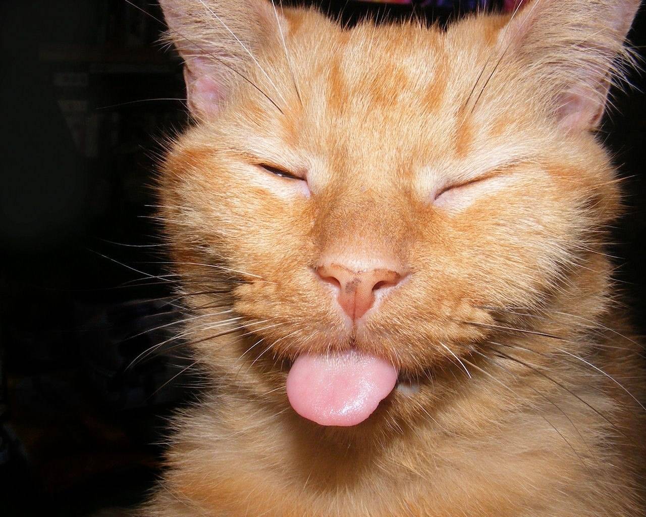 Почему кошки высовывают язык?
