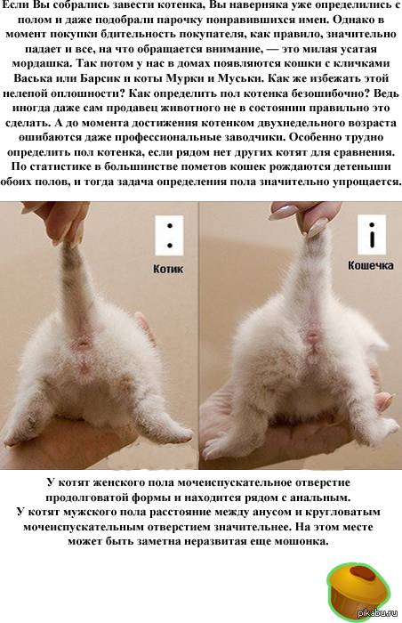 Как гнать глистов у кошек?