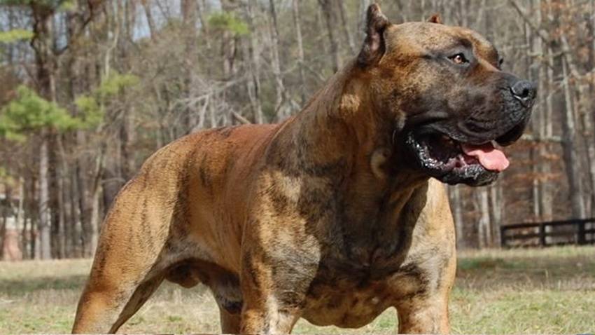 Топ-10 самых агрессивных пород собак по версии сайта vashipitomcy.ru