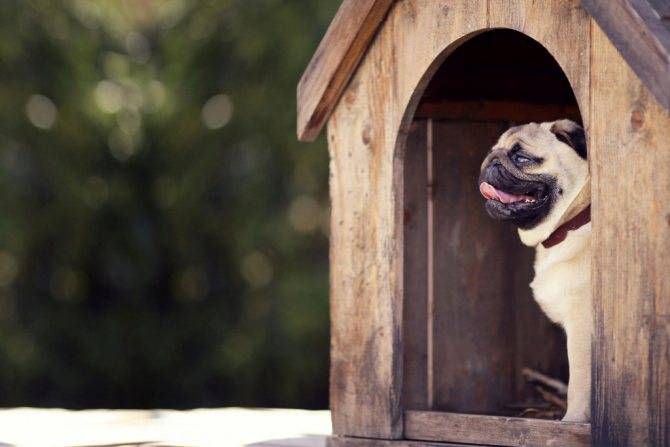 Почему собака не заходит в будку: порядок приучения к жизни во дворе