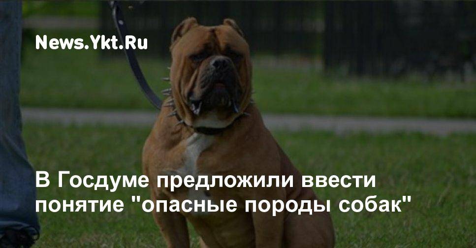 Список потенциально опасных пород собак по данным мвд россии в 2019 году
