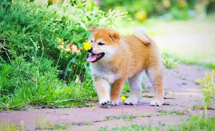 Акита-ину: описание породы, характеристика стандарта, цена, фото японских собак, список питомников + отзывы владельцев