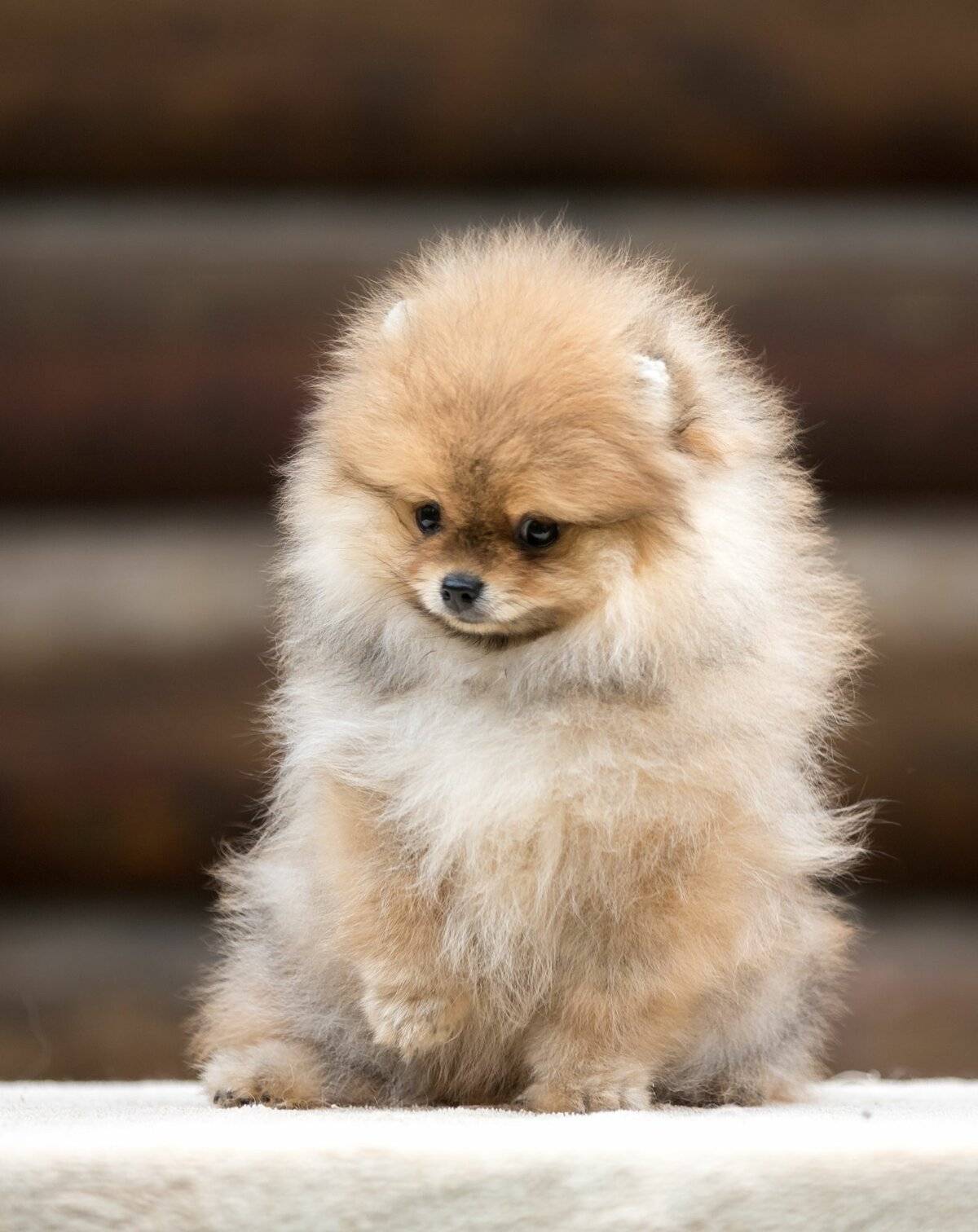 Собака туди — самая маленькая в мире: описание и цена