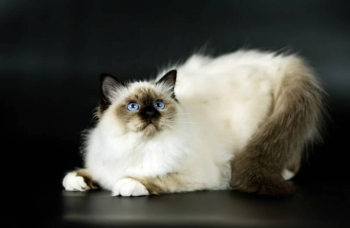 Священная бирманская кошка - описание породы от а до я + фото и отзывы владельцев