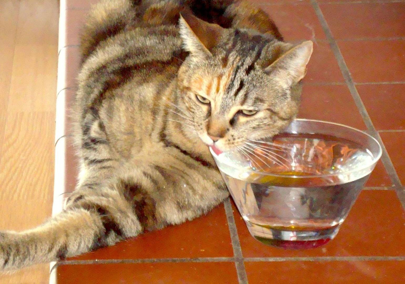 Почему кошка много пьет?