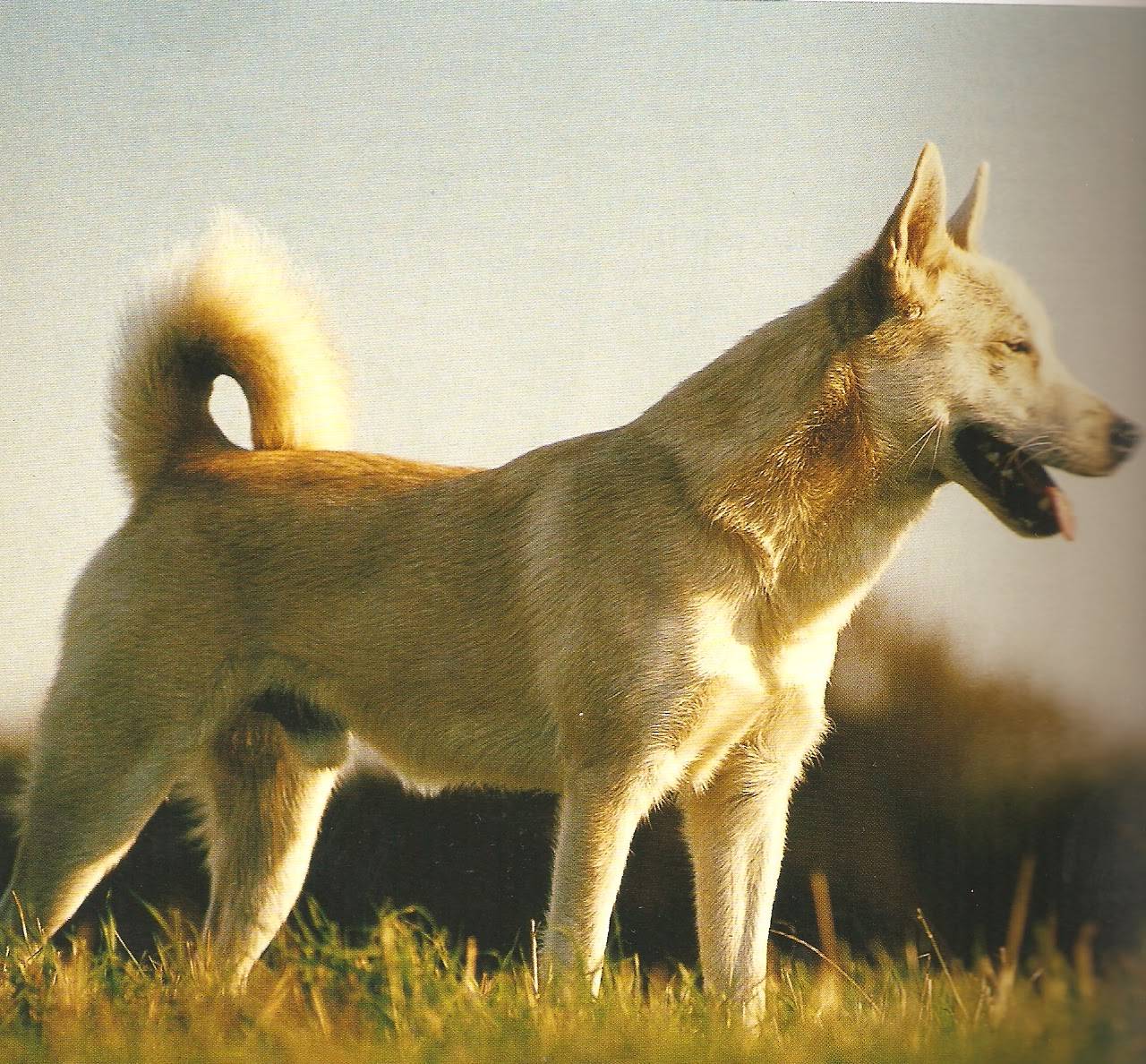 Алабай: описание породы, характер собаки и щенка, фото, цены