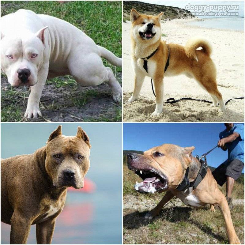 Бойцовские породы собак: список представителей с фотографиями, названиями, описаниями и ценами