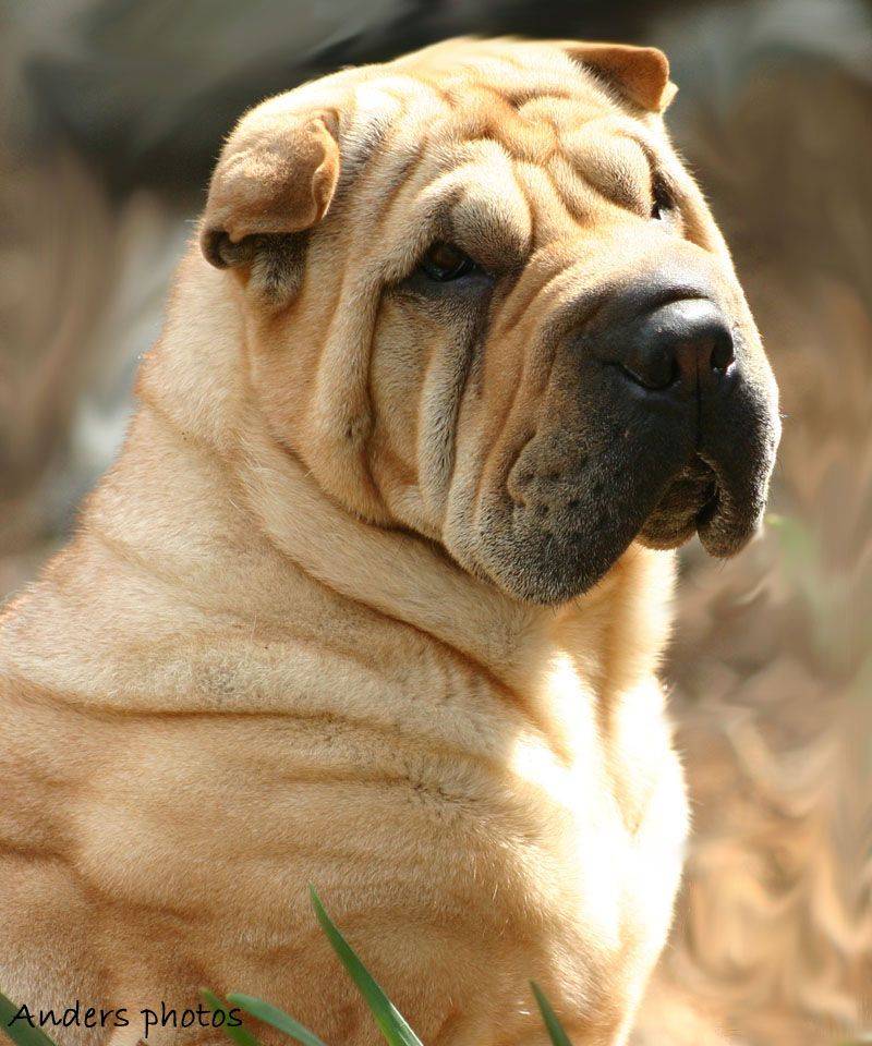 Собаки с коричневой окраской — 20 актуальных пород