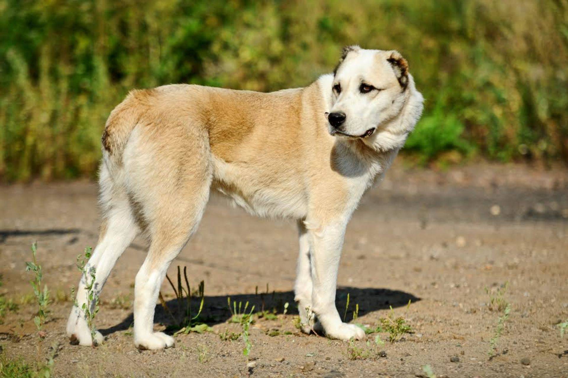 Аланская порода собак фото