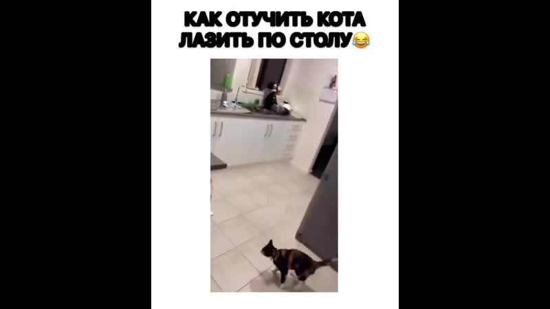 Как отучить кота лазить по столам