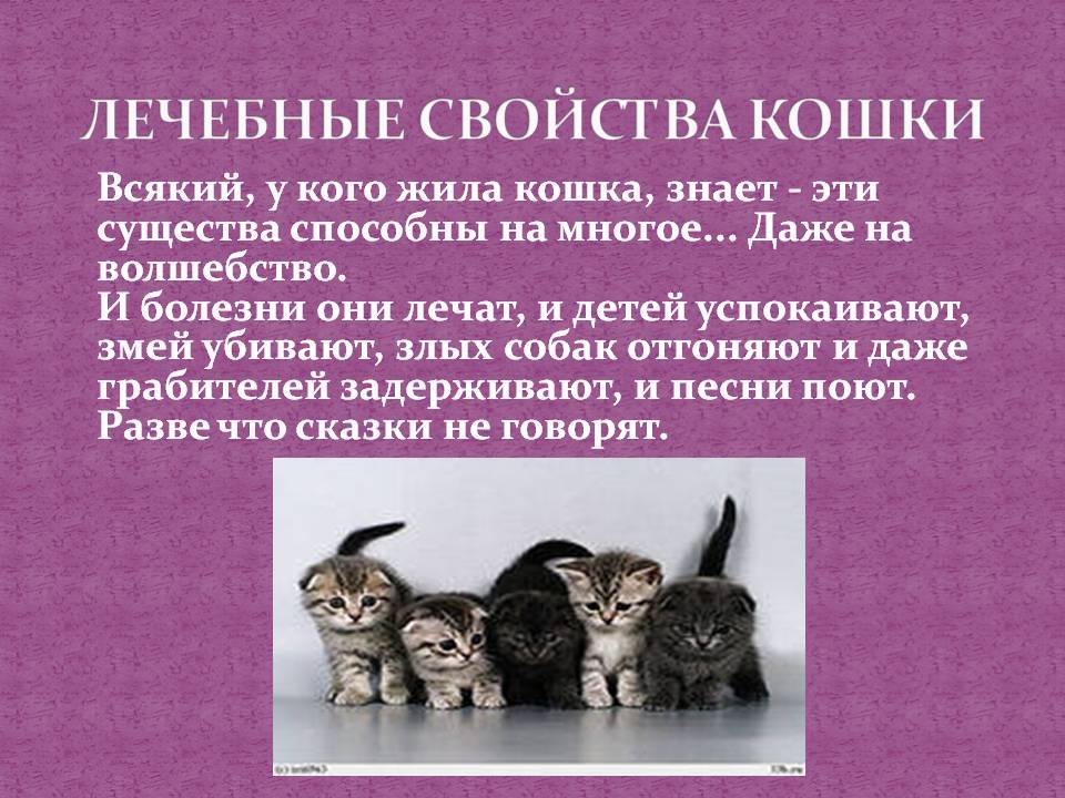 Как понять кошку? зоопсихолог о том, что на самом деле чувствуют наши домашние животные. новости - россия. metro